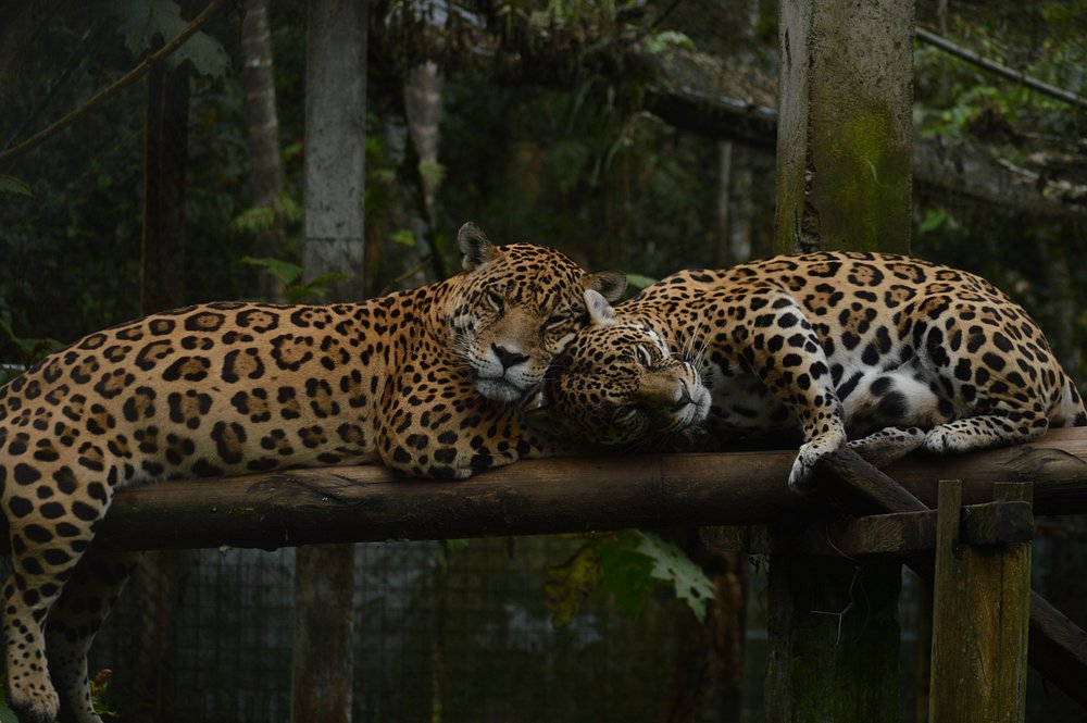 Jaguares en la selva amazónica